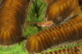   unidentified triple fin blenny... blenny  